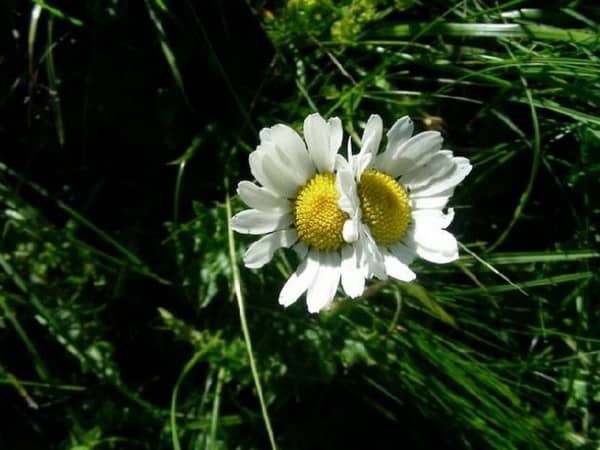 Illustration de l'événement : L'ABC DU HAUT-MINERVOIS - BIODIVERSITÉ DES JARDINS