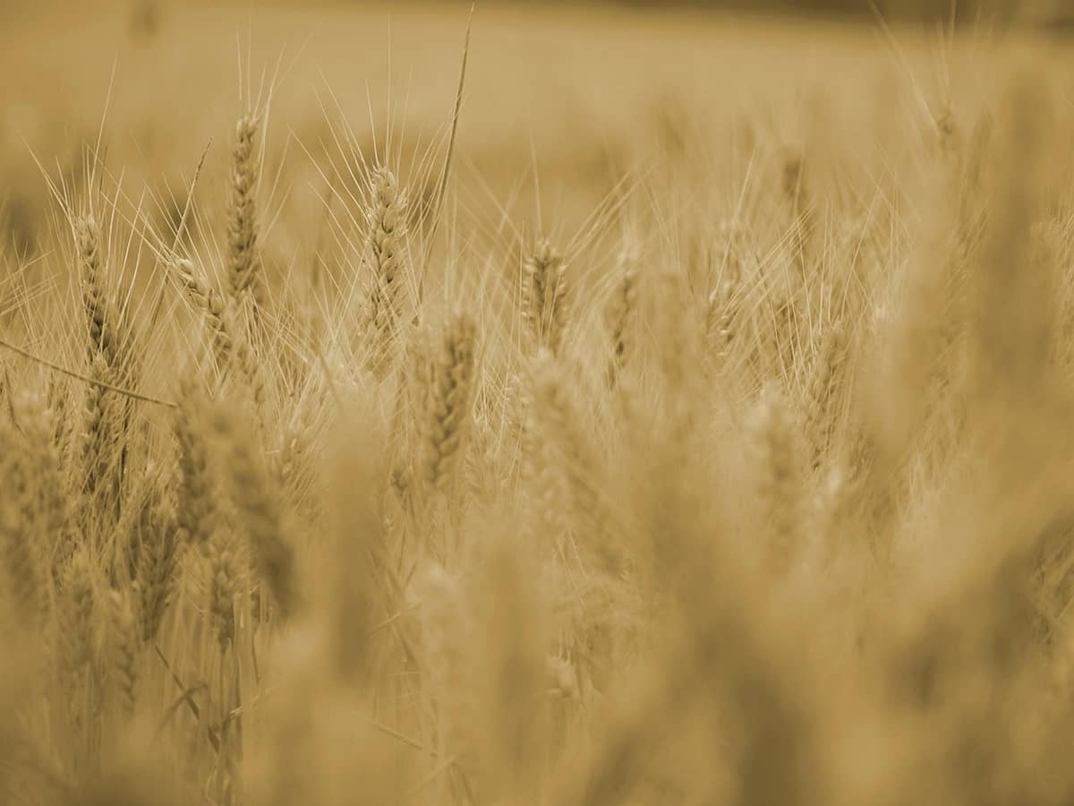 Illustration de l'événement : L'ABC DU HAUT-MINERVOIS - AGRICULTURE ET NATURE