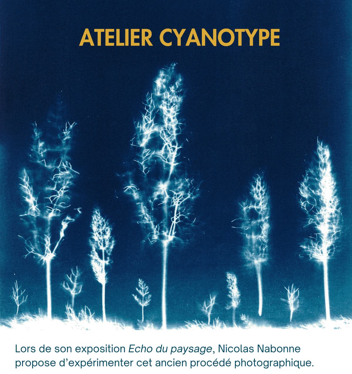 Illustration de l'événement : ATELIER CYANOTYPE