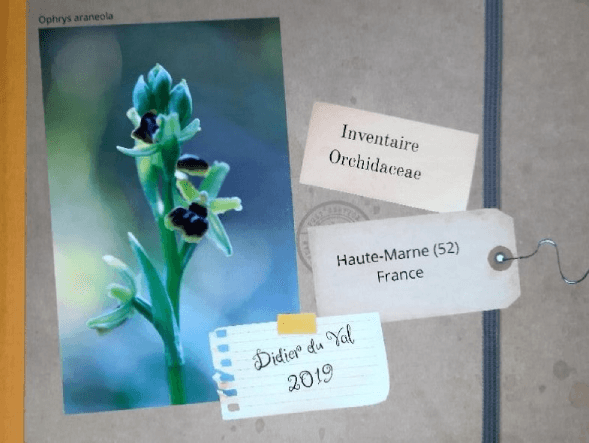 Illustration de l'événement : Journées Européennes du Patrimoine : Conférence "Les orchidées sauvages de Huate-Marne par Dider du Val"