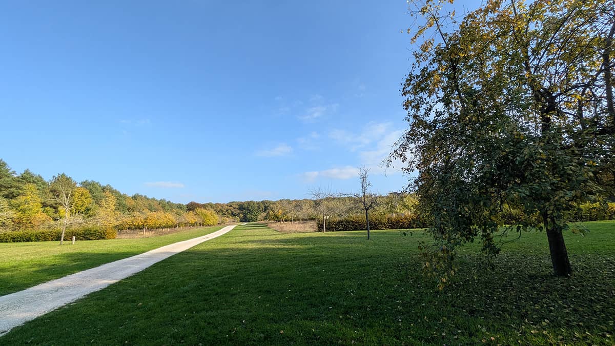 Illustration de l'événement : Sortie nature à Vauclair : "Arbres, fruits forestiers et cycle de la matière"
