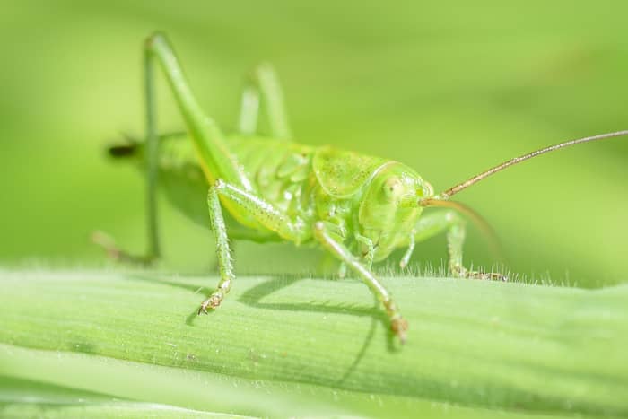 Illustration de l'événement : Insectes de tout poil