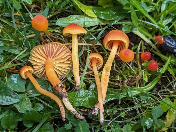 Illustration de l'événement : Les secrets du monde fongique : à la découverte des champignons du Jardin Botanique de Genève