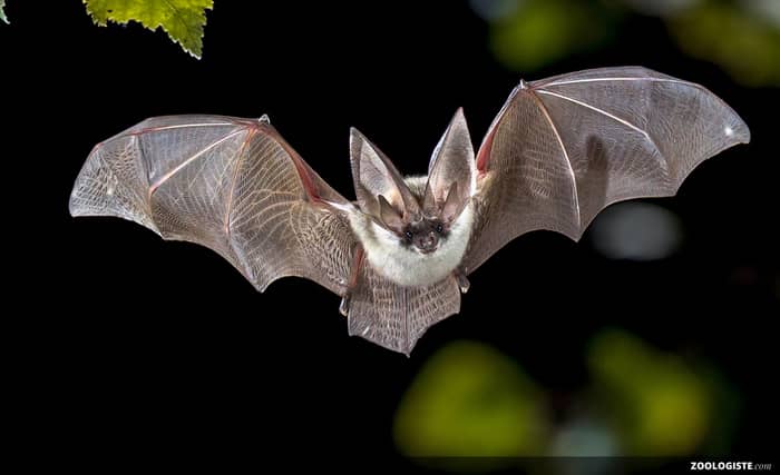 Illustration de l'événement : Balade nature : les chauves-souris