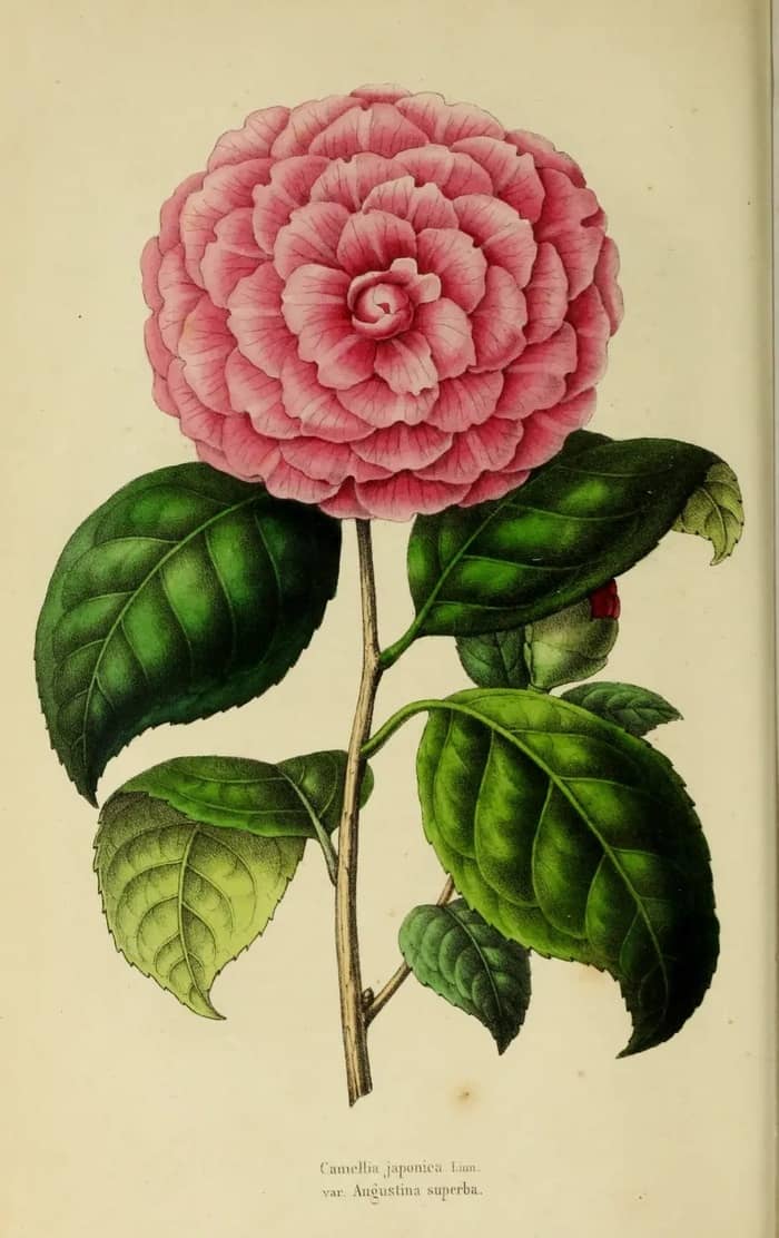Illustration de l'événement : La bibliothèque de la Société d'horticulture, 180 ans de recherche