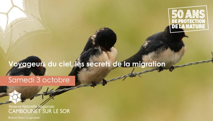 Illustration de l'événement : Voyageurs du ciel, les secrets de la migration