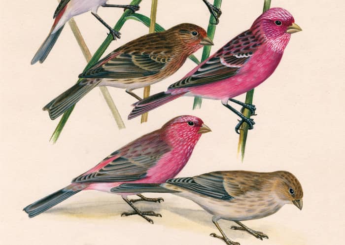 Illustration de l'événement : Dessins d'oiseaux, le trait talentueux d'Hermann Heinzel (aux Jardins du Muséum à Borderouge)