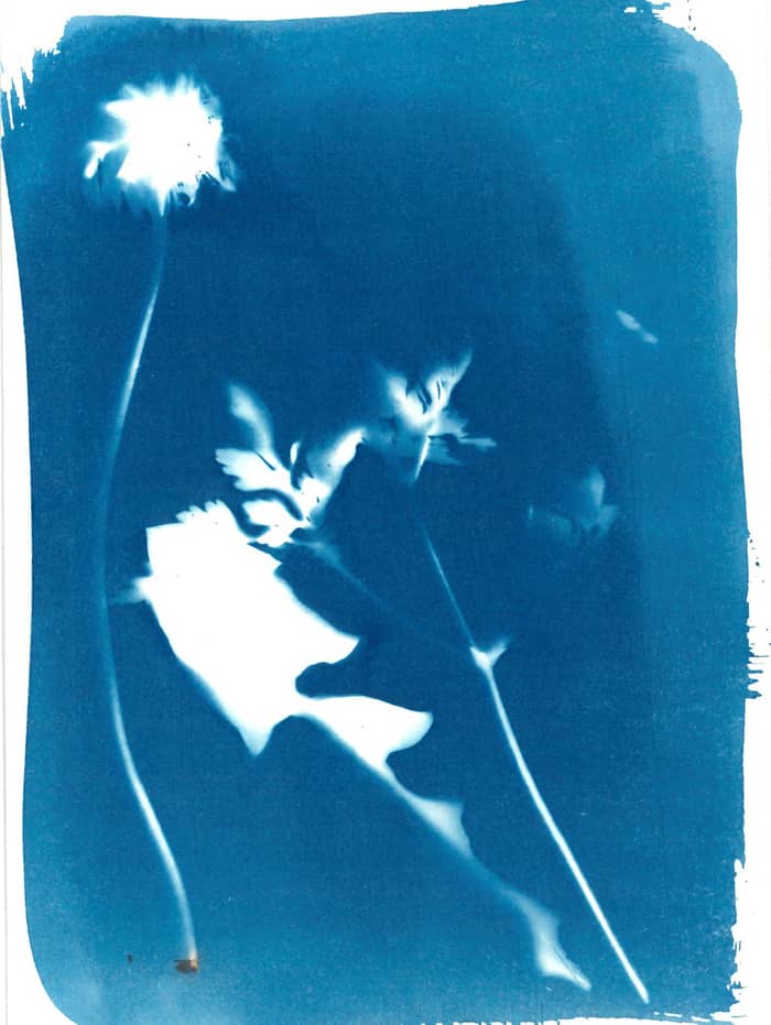 Illustration de l'événement : Mon photogramme végétal - Atelier cyanotype