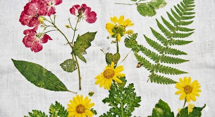 Illustration de l'événement : Atelier tataki zomé pour enfants et adultes !