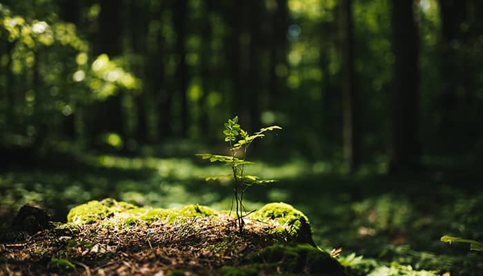 Illustration de l'événement : Comprendre les forêts : rôles et équilibres écologiques