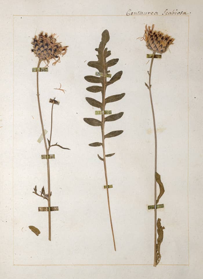 Illustration de l'événement : L’herbier de Jean-Jacques Rousseau