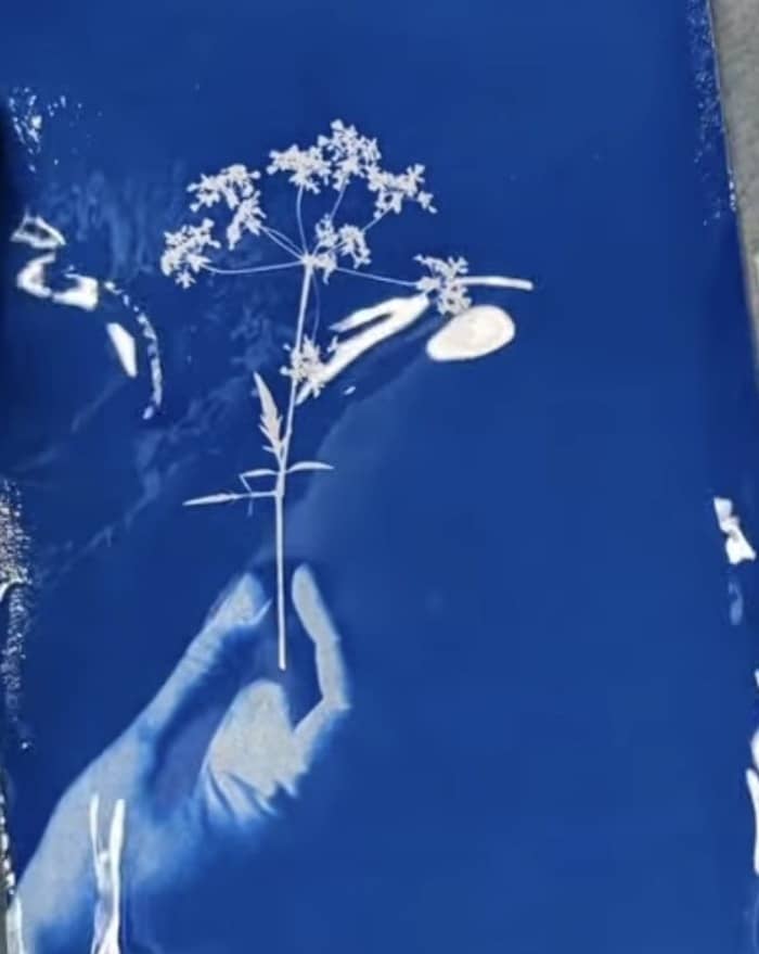 Illustration de l'événement : Atelier cyanotype