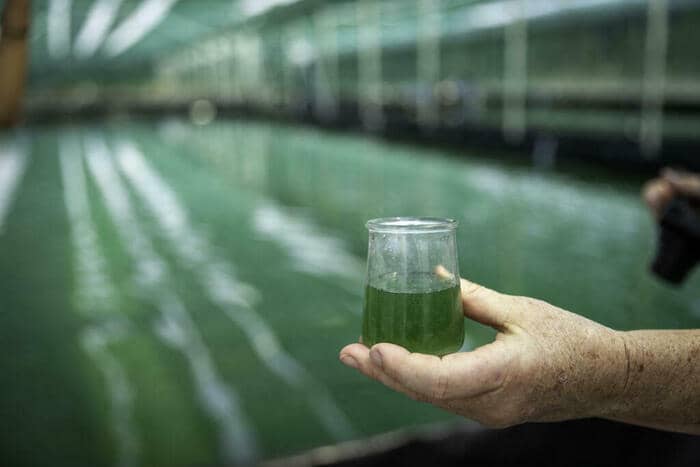 Illustration de l'événement : Visite de l'exploitation Ferme de l'Or Vert (production de spiruline)