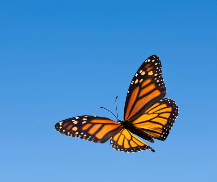 Illustration de l'événement : Minute papillon !