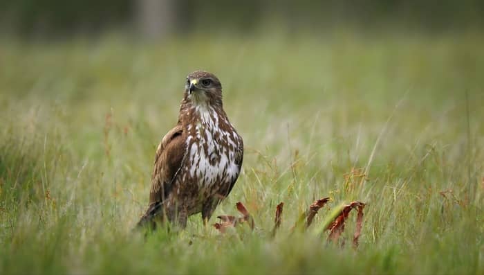 Illustration de l'événement : Découvrons les secrets des rapaces