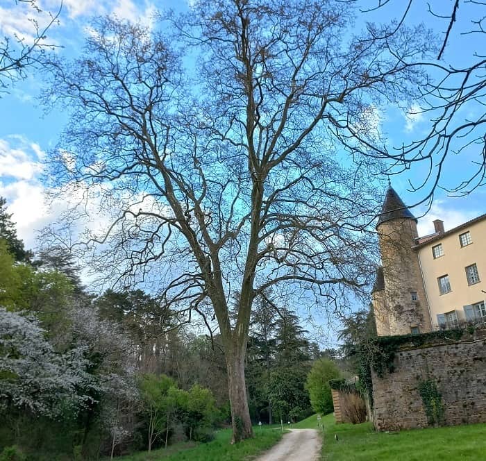 Illustration de l'événement : Découverte des arbres du parc du château de Curis