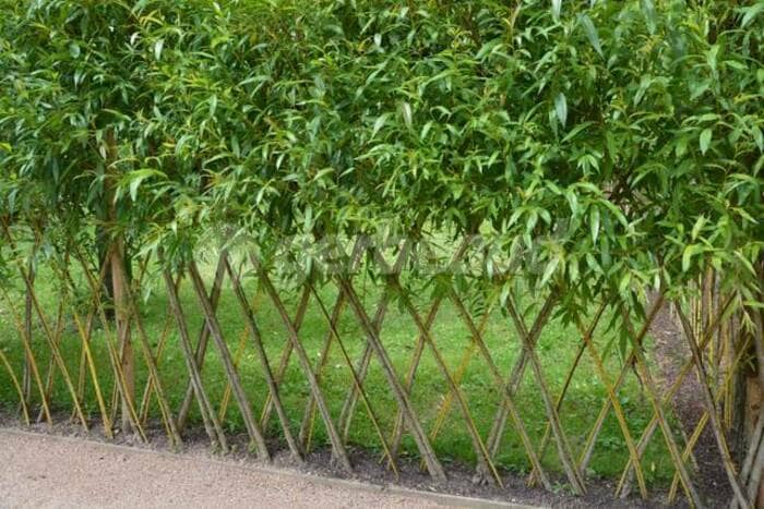 Illustration de l'événement : Jardinons ! Créer une haie vivante tressée.