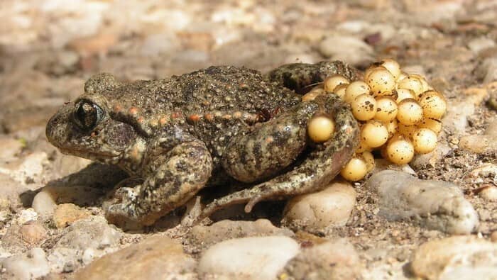 Illustration de l'événement : A la découverte du crapaud accoucheur