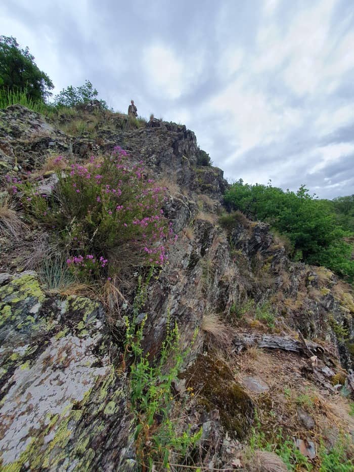 Illustration de l'événement : [ANNULE - CANICULE] Découverte de la flore sauvage des gorges de l’Auvézère