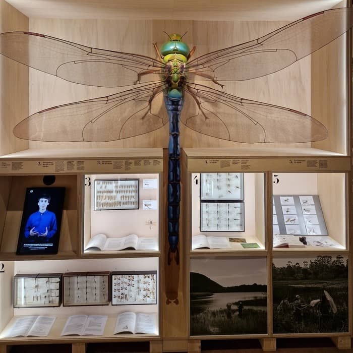Illustration de l'événement : Libellules et autres insectes