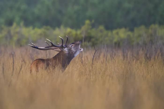 Illustration de l'événement : 48h Nature de Nouvelle Aquitaine : le brame du cerf