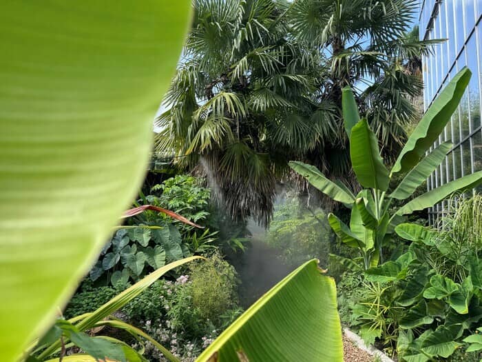 Illustration de l'événement : A la découverte de notre jardin jungle