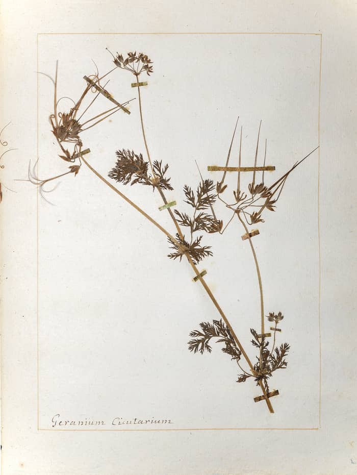 Illustration de l'événement : «Jamais la nature ne nous trompe»: philosopher au Jardin Botanique