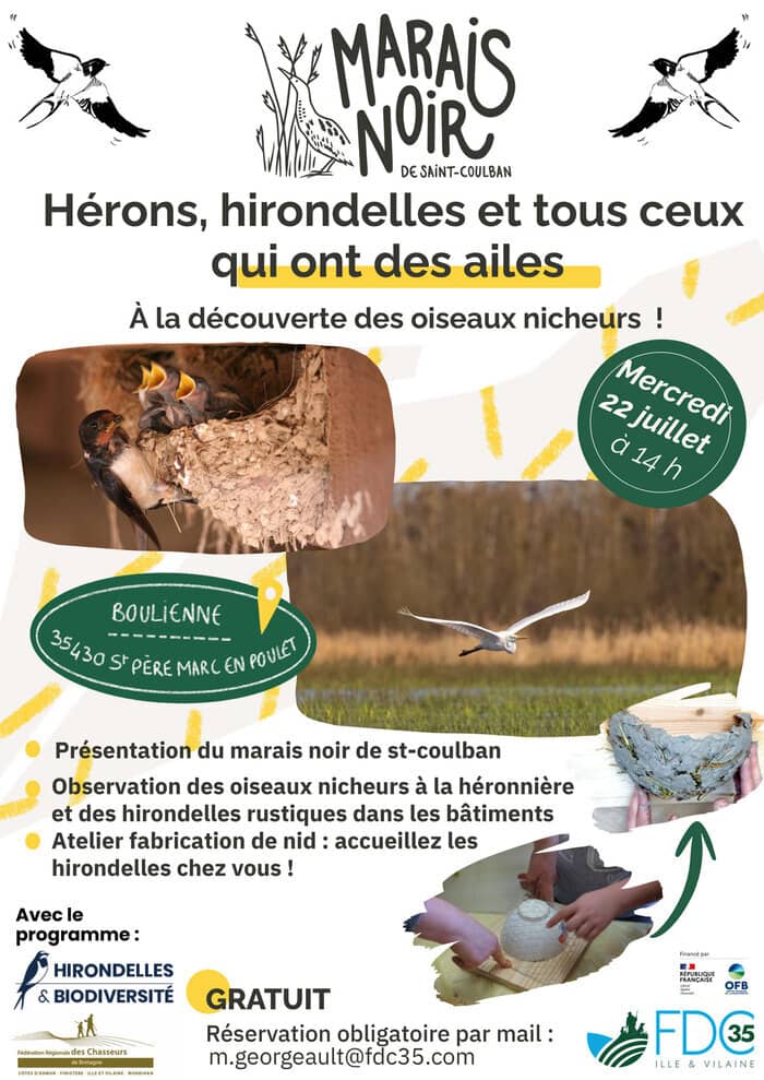 Illustration de l'événement : Hérons, hirondelles et tous ceux qui ont des ailes !