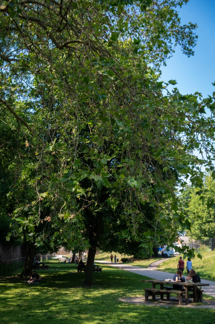 Illustration de l'événement : Oh les branches !