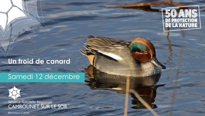Illustration de l'événement : Un froid de canard