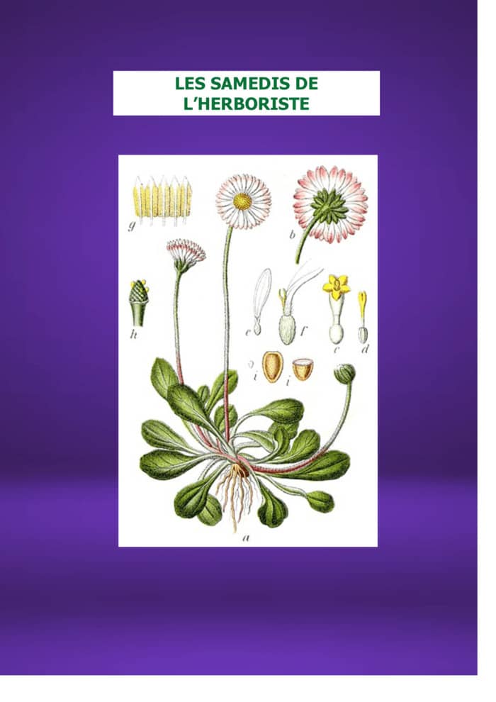 Illustration de l'événement : LES SAMEDIS DE L'HERBORISTE : Les PAQUERETTES de la rosette à son coeur jaune