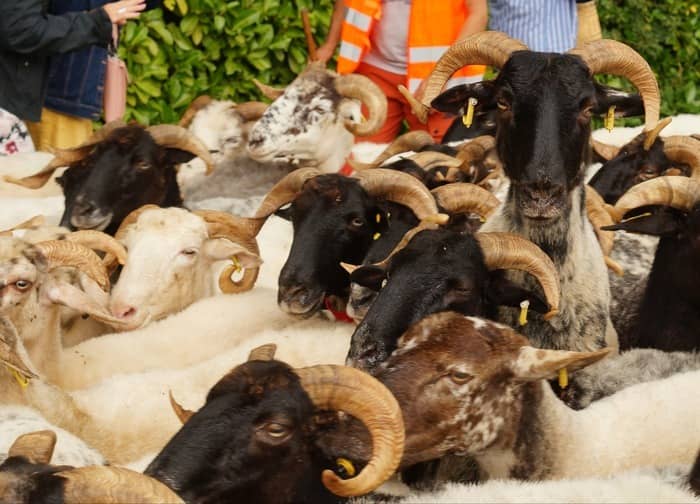 Illustration de l'événement : Assistez à la transhumance d'un troupeau de brebis !