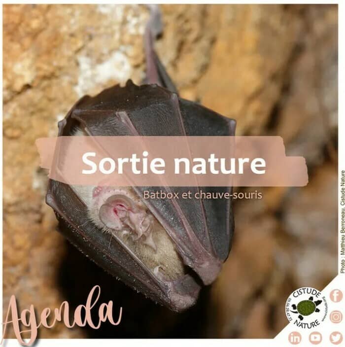 Illustration de l'événement : Batbox, fréquence et chauve-souris