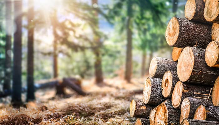 Illustration de l'événement : Forêt en partage : ressources, gestion et enjeux économiques