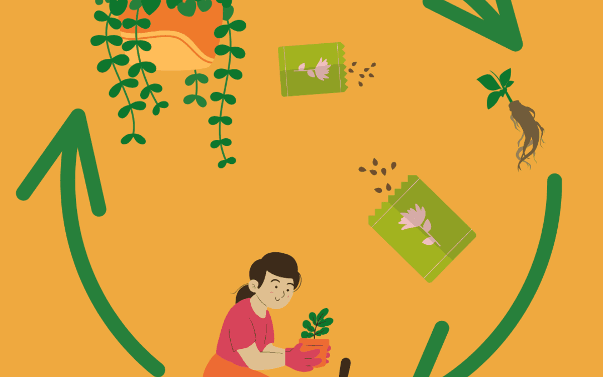 Illustration de l'événement : Troc de graines et de boutures
