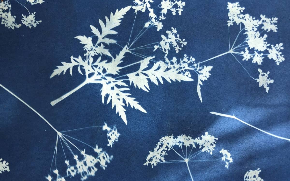 Illustration de l'événement : Atelier Cyanotype