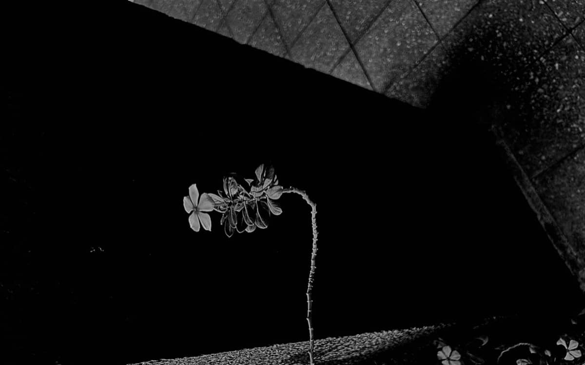 Illustration de l'événement : PROJET COLLECTIF TRANSDISCIPLINAIRE / ORA