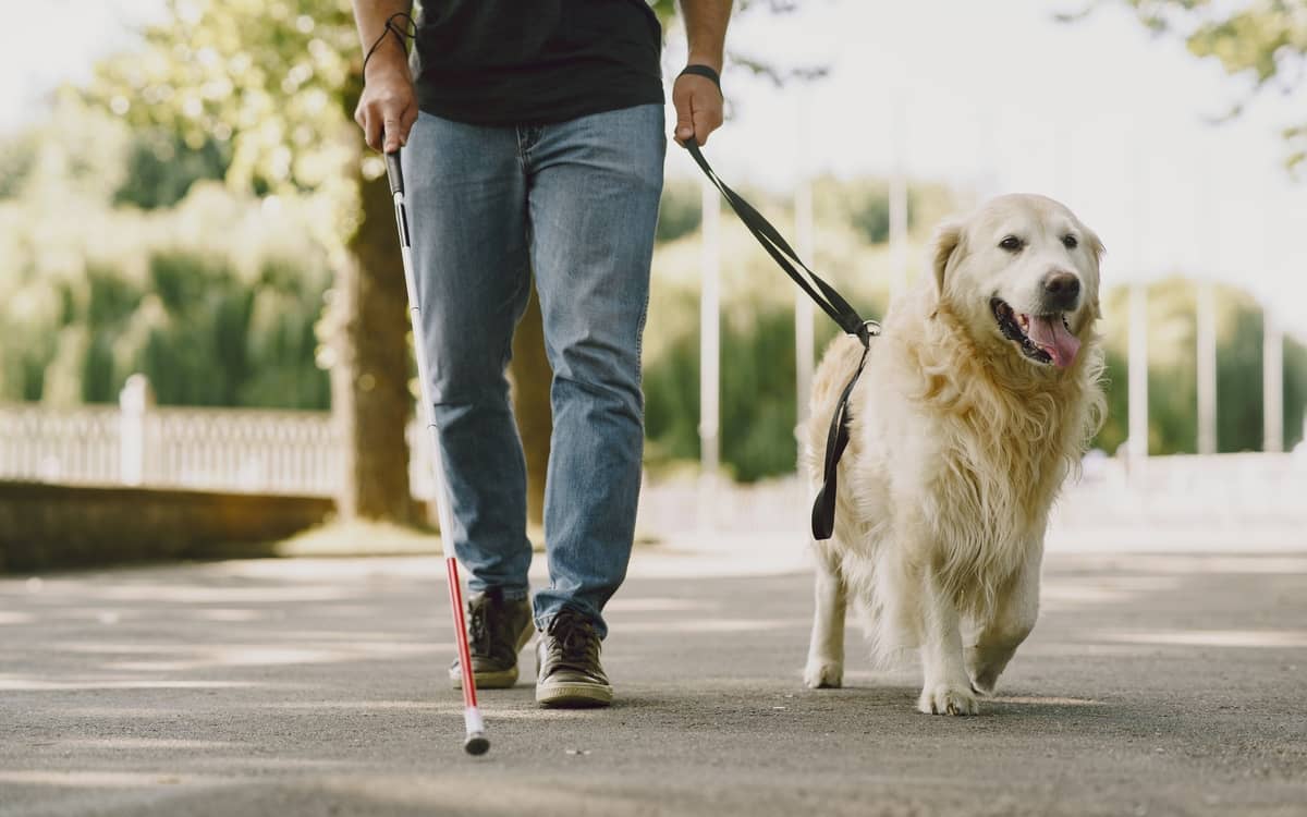 Illustration de l'événement : Rencontre avec un chien-guide