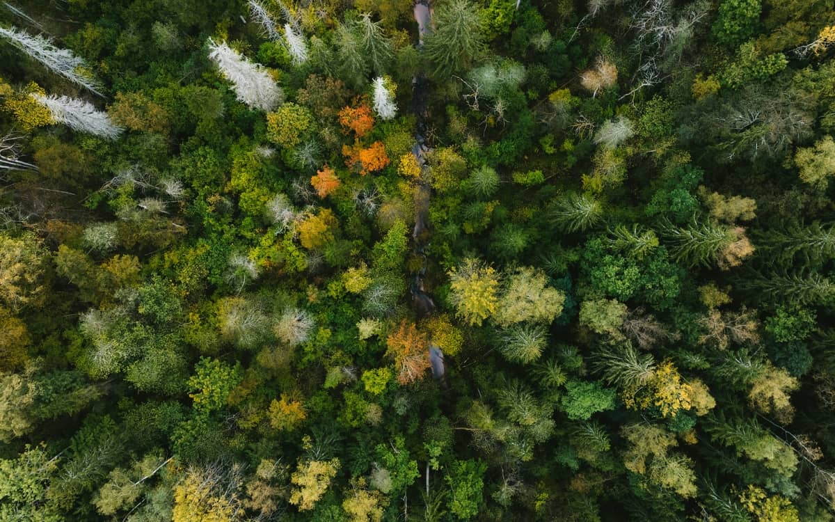 Illustration de l'événement : L'Automne de la science dans les bibliothèques - La nature nous inspire
