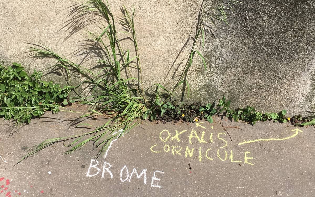 Illustration de l'événement : Graffiti Botanique