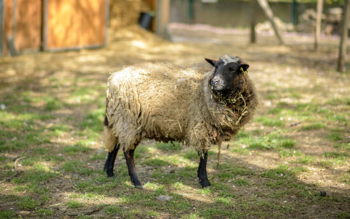 Illustration de l'événement : Ouvertures de la Ferme pédagogique René-Binet dans le 18e arrondissement