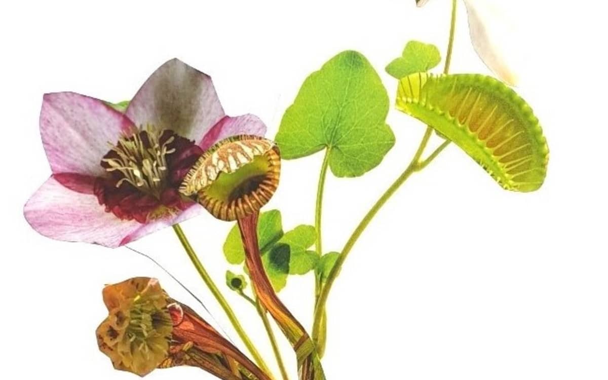 Illustration de l'événement : Atelier collage Herbier imaginaire
