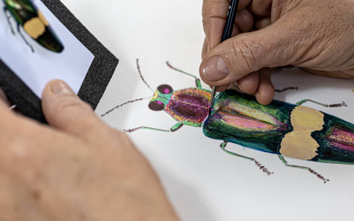 Illustration de l'événement : STAGE DESSIN NATURALISTE