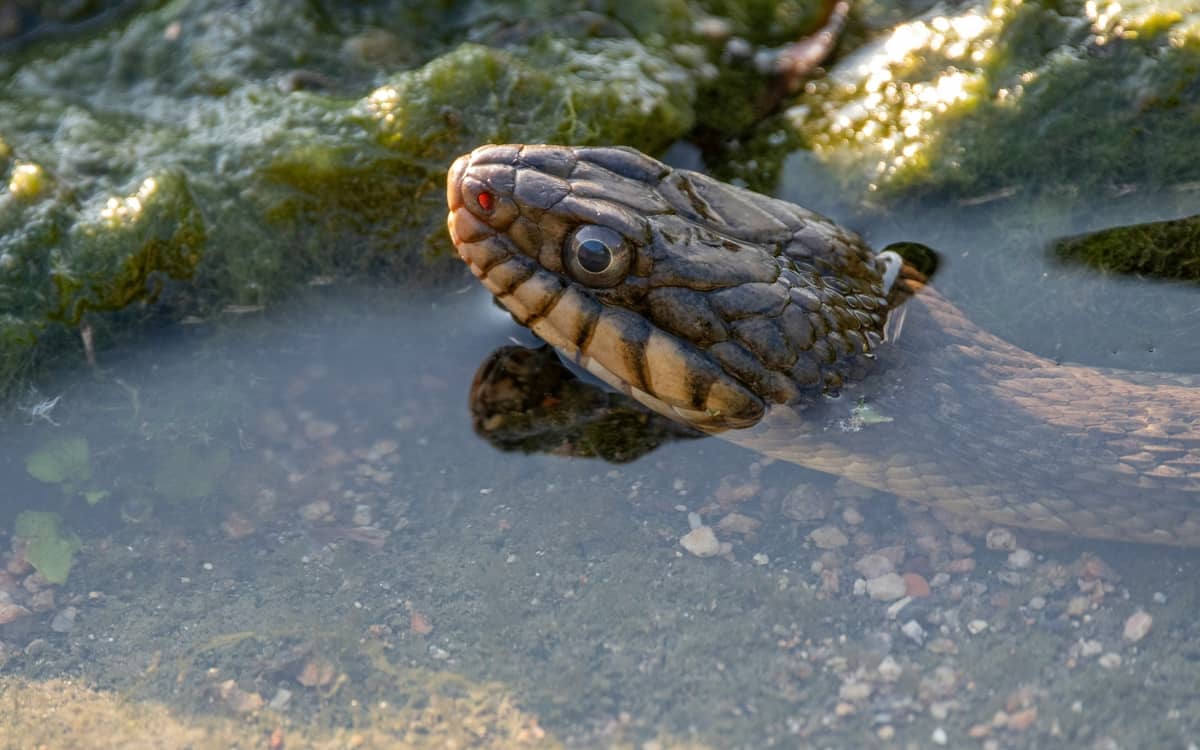 Illustration de l'événement : Automne de la science : Quand les serpents nous inspirent