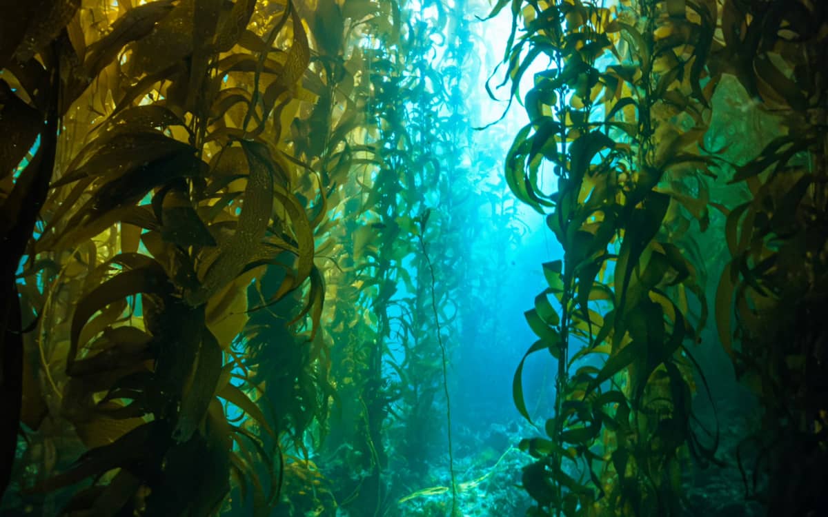 Illustration de l'événement : Biodiversité et bioinspiration : que nous apprennent les habitants du monde marin ?