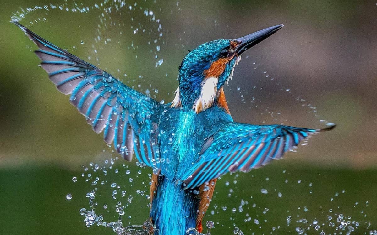 Illustration de l'événement : Conférence Les oiseaux nous inspirent