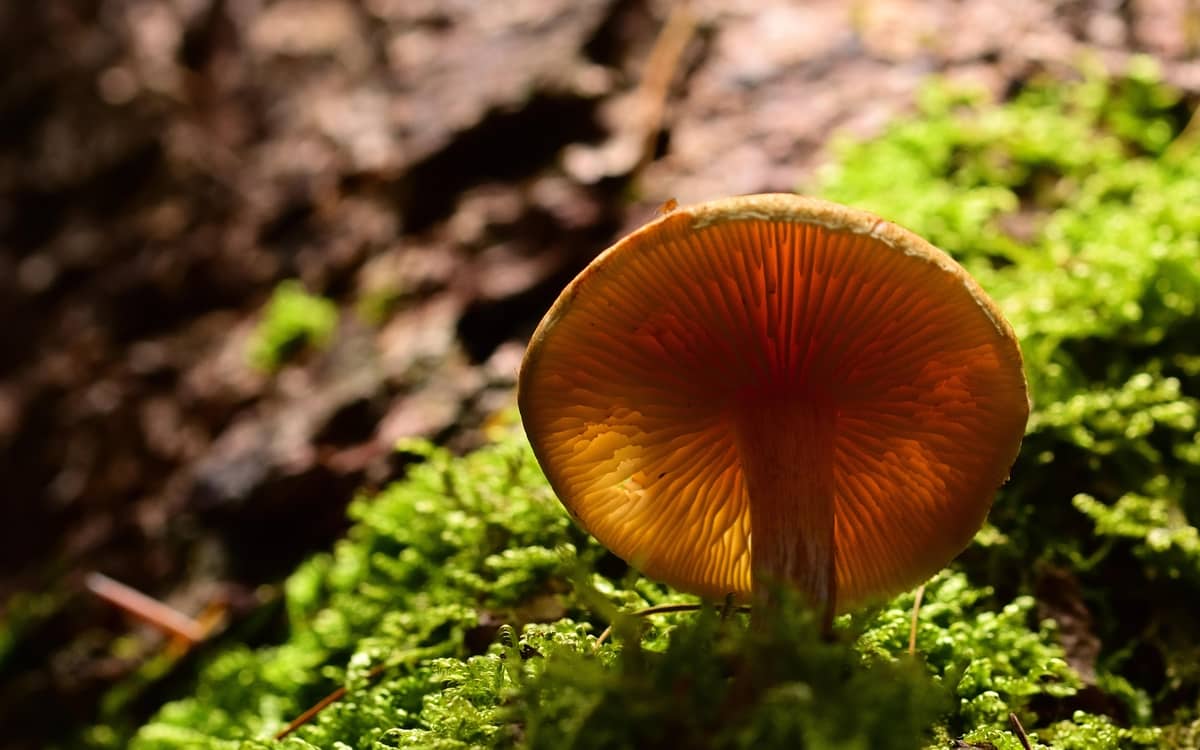 Illustration de l'événement : "1 chercheur 1 manip". Biopile, carbone et champignon !