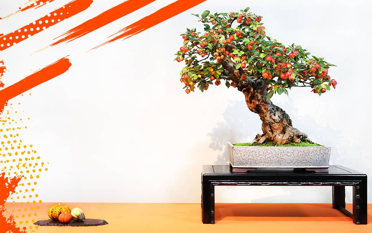 Illustration de l'événement : Bonsaï Culture Expo 2026 au Parc Floral de Paris