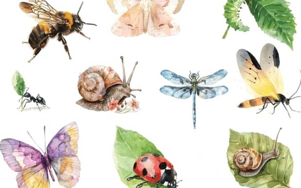 Illustration de l'événement : Atelier aquarelle insectes