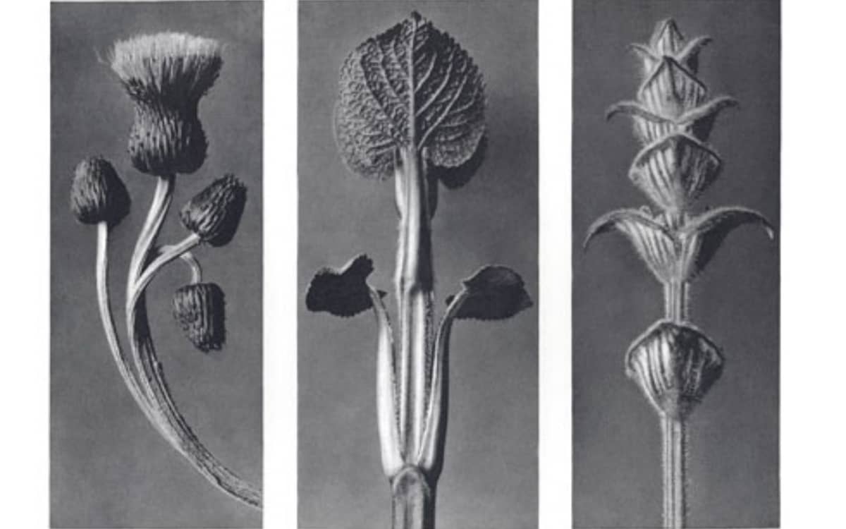 Illustration de l'événement : Exposition des photographies de Karl Blossfeldt